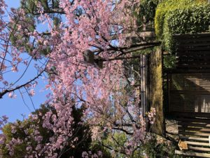 東京の桜　隠れた名所　八芳園の日本庭園
