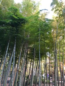 東京の竹林　おすすめスポット　雀のお宿緑地公園