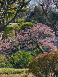 東京の桜　隠れた名所　等々力渓谷