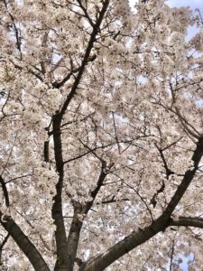 呑川緑道の桜