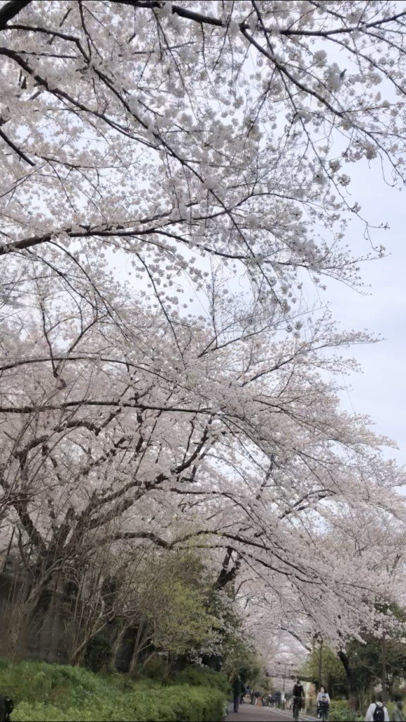 東京工業大学　大岡山キャンパスの桜