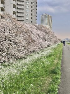 多摩川の桜　お花見スポット