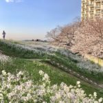 多摩川の桜　お花見スポット