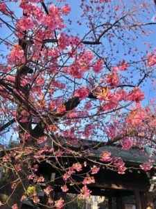 東京の桜　隠れた名所　荏原神社