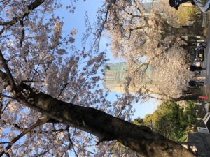 青山霊園の桜　お花見サイクリングスポット