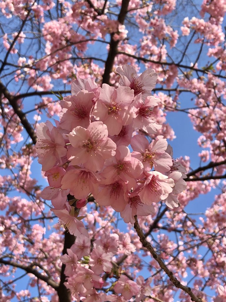 東京の桜　隠れた名所