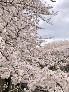 目黒川の桜　お花見サイクリングスポット