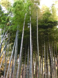 東京の竹林　おでかけスポット　雀のお宿緑地公園