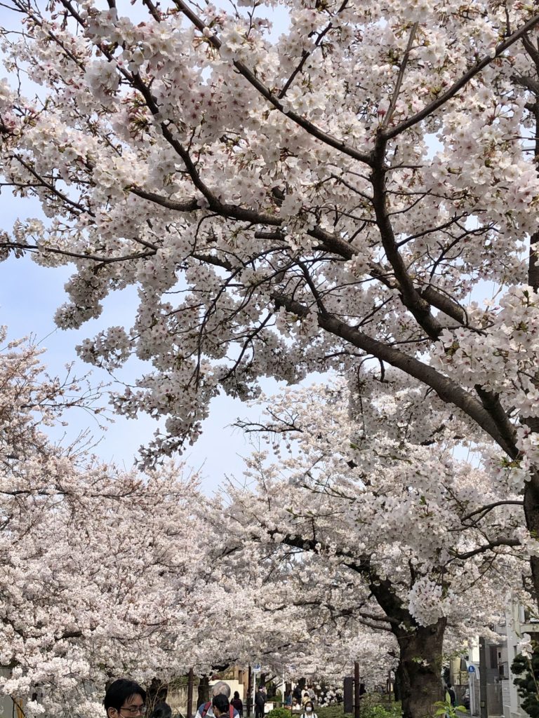 北沢川緑道の桜