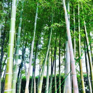 東京の穴場スポット　隠れた竹林　洗足池妙福寺