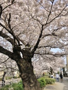 北沢川緑道の桜