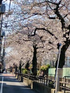 立会川緑道の桜