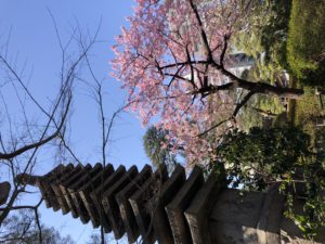 東京の桜　隠れた名所　八芳園の日本庭園