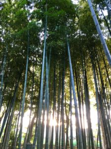 東京の小京都　竹林　穴場スポット　雀のお宿緑地公園