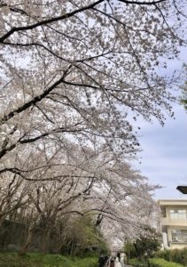 東京工業大学大岡山キャンパスの桜