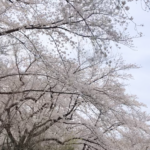 東京工業大学　大岡山キャンパスの桜