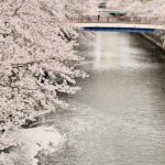 目黒川の桜　お花見サイクリングスポット